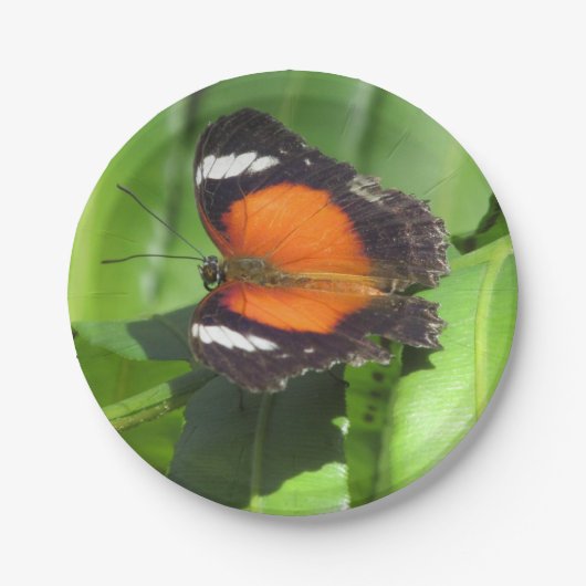 Tropische vlinder papieren bordje (Voorkant)