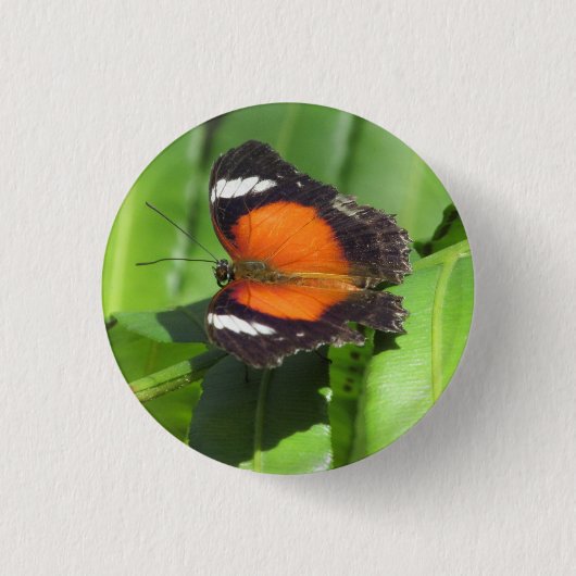 Tropische vlinderbadge ronde button 3,2 cm (Voorkant)