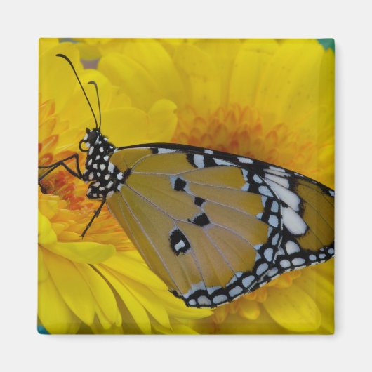 Tropische Vlinders Magneet (Voorkant)