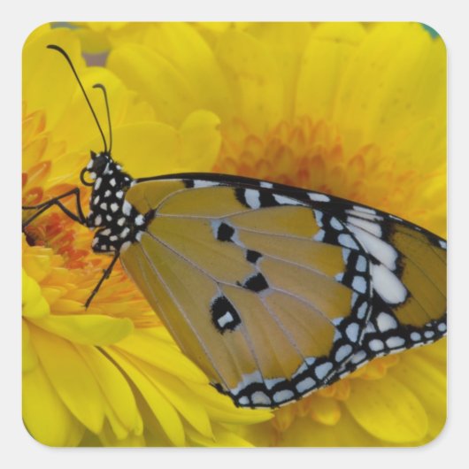 Tropische Vlinders Vierkante Sticker (Voorkant)