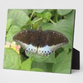  tropische vlindervlakte fotoplaat (Zijkant)