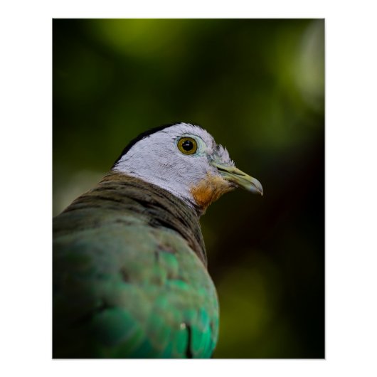 Tropische Vogel Fotografie Portret - Fruit Dove Perfect Poster (Voorkant)
