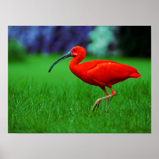 Tropische vogel met lange adem poster (Voorkant)