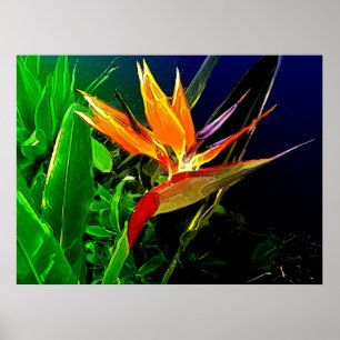 Tropische vogel poster