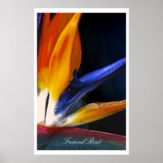 Tropische vogel, poster (Voorkant)