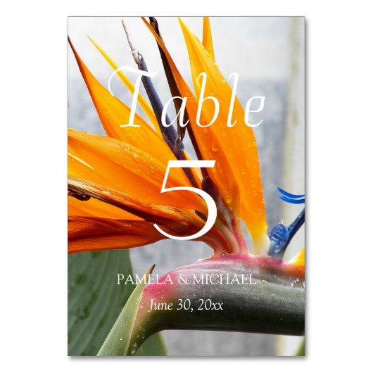 Tropische vogel van het paradijselijk huwelijk kaart (Voorkant)