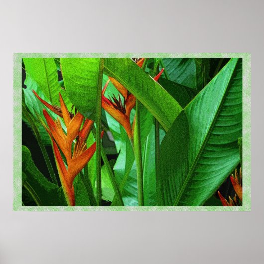 Tropische vogels 36 x 24 Poster (Voorkant)