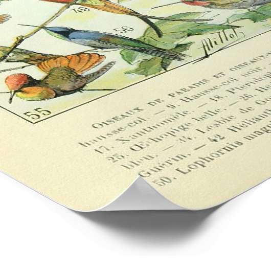 Tropische vogels Antiek Afdrukschema  Poster (Hoek)