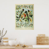 Tropische vogels Antiek Afdrukschema Poster (Keuken)