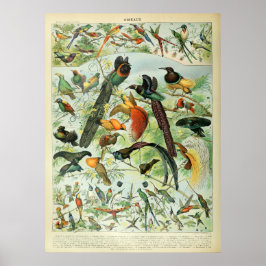 Tropische vogels Antiek Afdrukschema  Poster