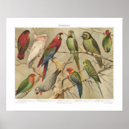 tropische vogels kleurrijke papegaaien poster