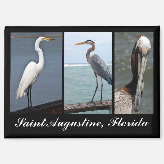 Tropische vogels St. Augustine, Florida Magneet (Voorkant)
