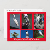 Tropische vogels uit Florida Briefkaart (Voorkant / Achterkant)