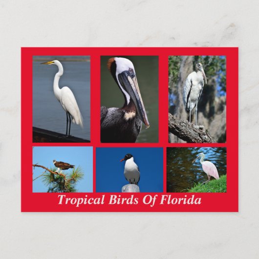 Tropische vogels uit Florida Briefkaart (Voorkant)