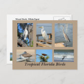 Tropische vogels uit Florida Briefkaart (Voorkant / Achterkant)