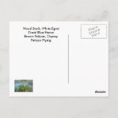 Tropische vogels uit Florida Briefkaart (Achterkant)