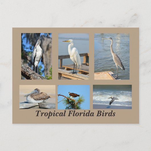 Tropische vogels uit Florida Briefkaart (Voorkant)