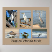 Tropische vogels uit Florida Poster (Voorkant)