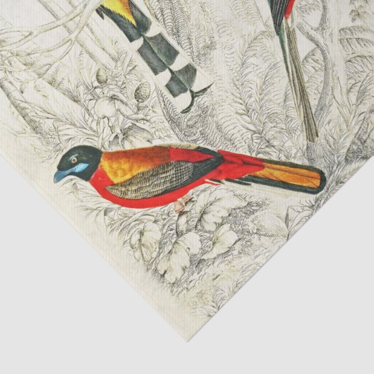 tropische vogels van het paradijs ontkoppelen tissuepapier (Detail)