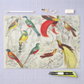 tropische vogels van het paradijs ontkoppelen tissuepapier (Craft)