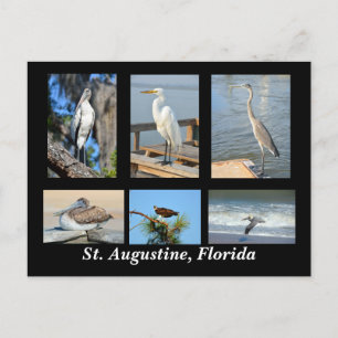 Tropische vogels van St. Augustine, Florida Briefkaart