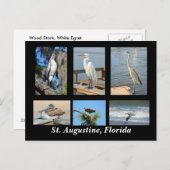 Tropische vogels van St. Augustine, Florida Briefkaart (Voorkant / Achterkant)