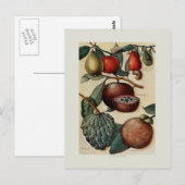 Tropische vruchten briefkaart (Voorkant / Achterkant)