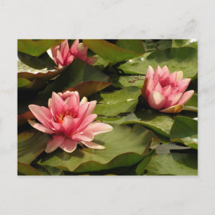 Tropische Waterlelie Bloem Botanisch Ontwerp Briefkaart