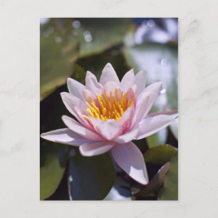Tropische Waterlelie Bloem Botanisch Ontwerp Briefkaart