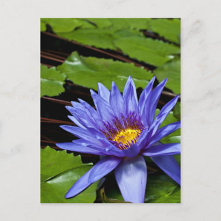 Tropische Waterlelie Bloem Botanisch Ontwerp Briefkaart
