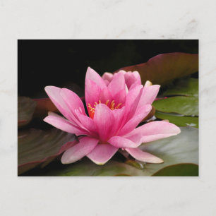 Tropische Waterlelie Bloem Botanisch Ontwerp Briefkaart