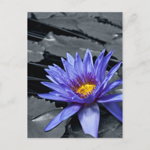 Tropische Waterlelie Bloem Botanisch Ontwerp Briefkaart