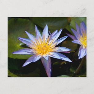 Tropische Waterlelie Bloem Botanisch Ontwerp Briefkaart