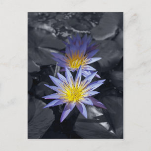 Tropische Waterlelie Bloem Botanisch Ontwerp Briefkaart