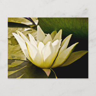 Tropische Waterlelie Bloem Botanisch Ontwerp Briefkaart