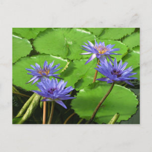 Tropische Waterlelie Bloem Botanisch Ontwerp Briefkaart