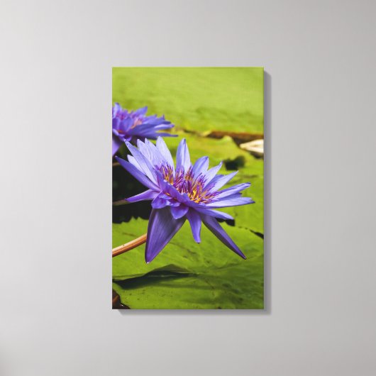 Tropische Waterlelie Bloem Botanisch Ontwerp Canvas Afdruk (Voorkant)