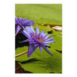 Tropische Waterlelie Bloem Botanisch Ontwerp Foto Afdruk