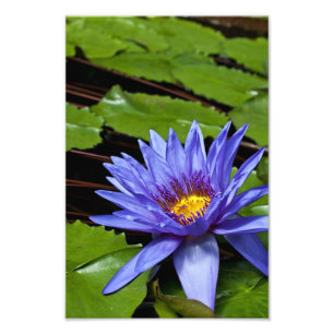 Tropische Waterlelie Bloem Botanisch Ontwerp Foto Afdruk