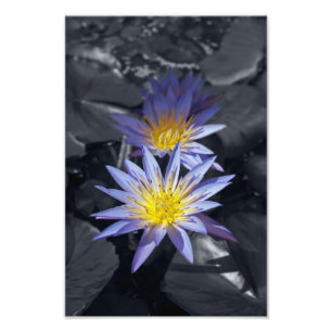 Tropische Waterlelie Bloem Botanisch Ontwerp Foto Afdruk