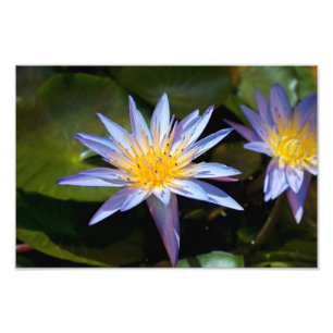 Tropische Waterlelie Bloem Botanisch Ontwerp Foto Afdruk