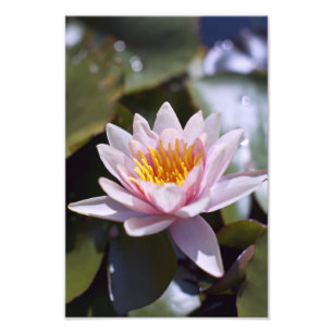 Tropische Waterlelie Bloem Botanisch Ontwerp Foto Afdruk