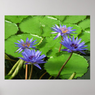 Tropische Waterlelie Bloem Botanisch Ontwerp Poster