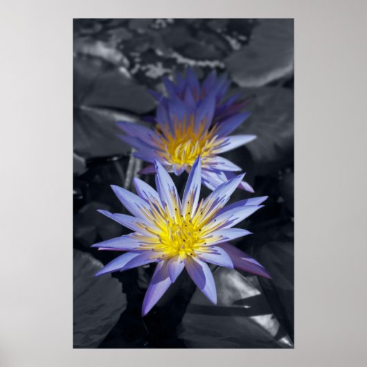 Tropische Waterlelie Bloem Botanisch Ontwerp Poster (Voorkant)