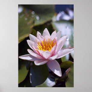 Tropische Waterlelie Bloem Botanisch Ontwerp Poster