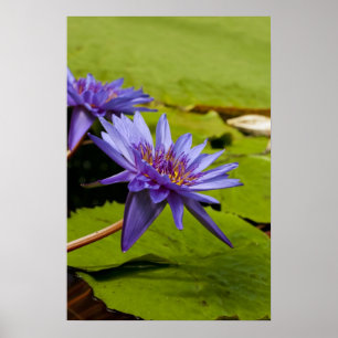 Tropische Waterlelie Bloem Botanisch Ontwerp Poster