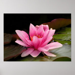 Tropische Waterlelie Bloem Botanisch Ontwerp Poster