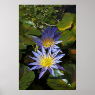 Tropische Waterlelie Bloem Botanisch Ontwerp Poster