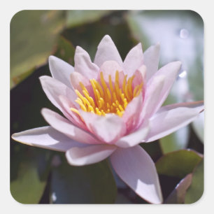 Tropische Waterlelie Bloem Botanisch Ontwerp Vierkante Sticker