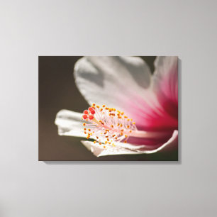 Tropische witte en roze hibiscus flower fotografie canvas afdruk